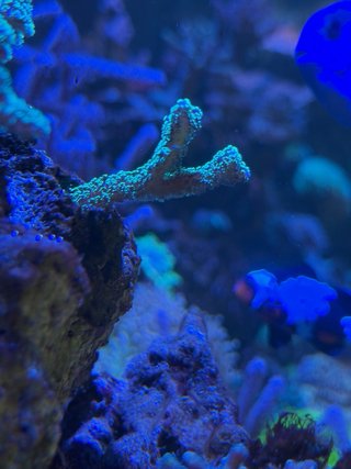 Decoración Acuario Corales Resina