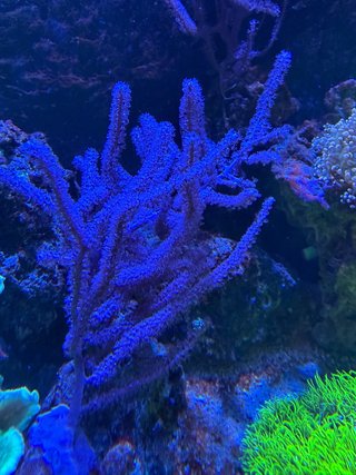 Decoración Acuario Corales Resina