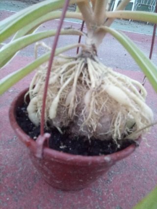 Planta colgante con raíces EXPUESTAS