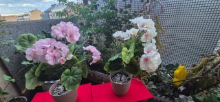 2 Geranios de Tela Rosa y Blanco