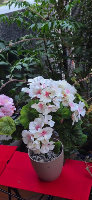 2 Geranios de Tela Rosa y Blanco