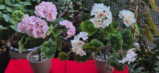 2 Geranios de Tela Rosa y Blanco