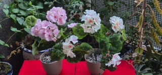 2 Geranios de Tela Rosa y Blanco