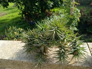 Tillandsia planta de aire