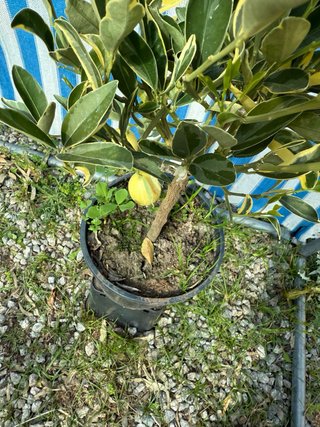 Orangequat Variegato
