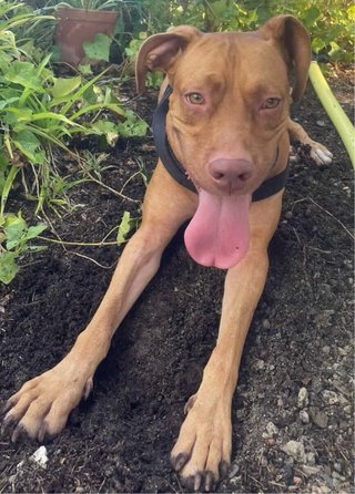 Kaira busca hogar urgente