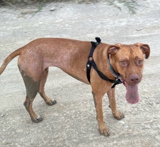 Kaira busca hogar urgente