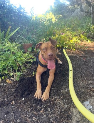 Kaira busca hogar urgente