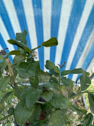 Lime Kaffir-Citrus Histrix