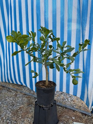 Lime Kaffir-Citrus Histrix