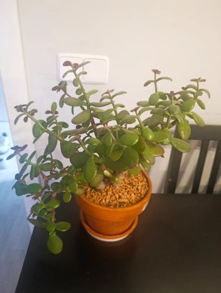 Crassula Ovata Planta