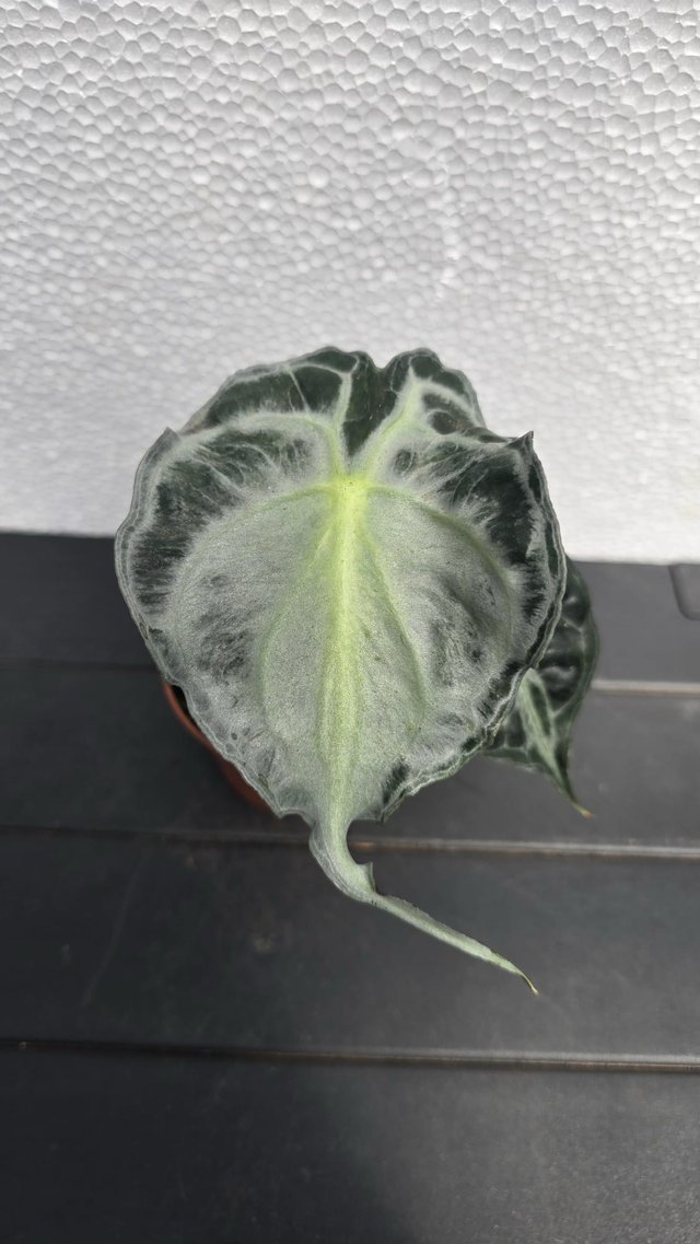 Alocasia 'Venom' planta coleccion