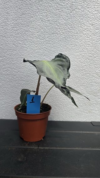 Alocasia 'Venom' planta coleccion
