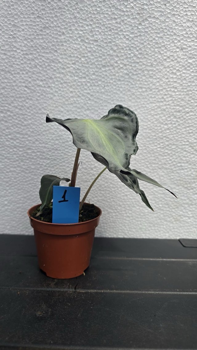 Alocasia 'Venom' planta coleccion