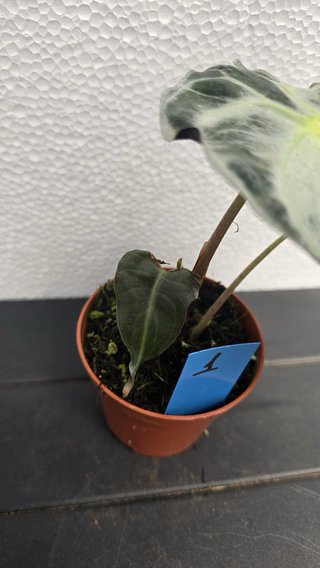 Alocasia 'Venom' planta coleccion