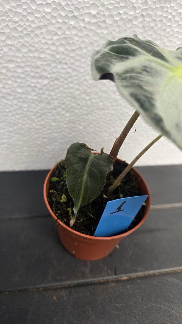 Alocasia 'Venom' planta coleccion