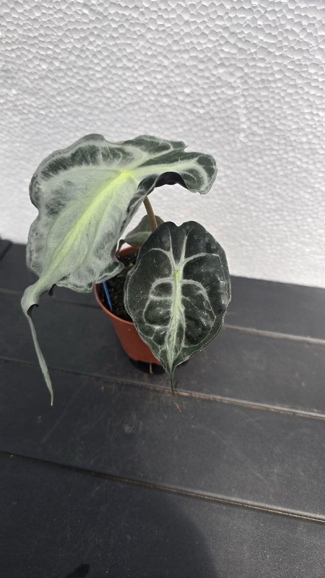 Alocasia 'Venom' planta coleccion