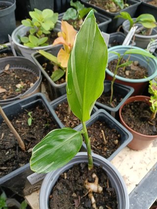Jengibre japonés variegado planta