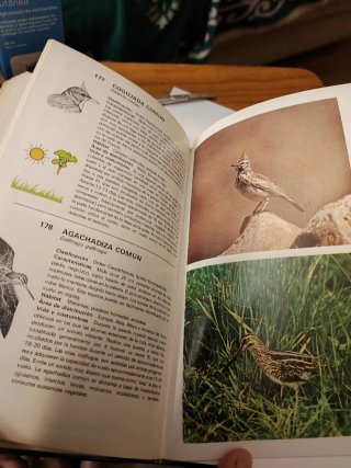 Guía de aves