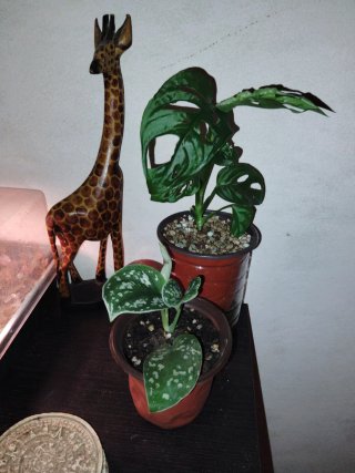 Pack de plantas decorativas
