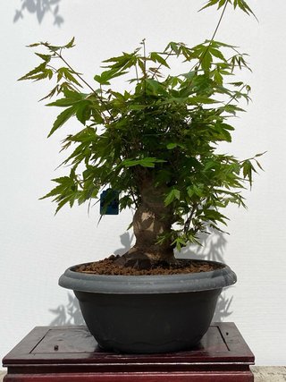 Bonsai Arce palmatum
