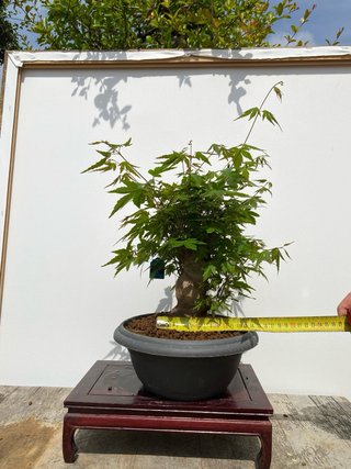 Bonsai Arce palmatum