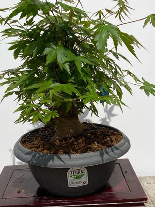 Bonsai Arce palmatum
