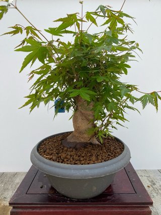 Bonsai Arce palmatum