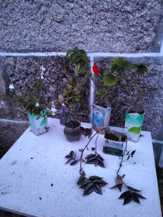 Lote de plantas variadas