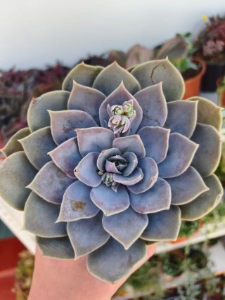 Echeveria carmelita
