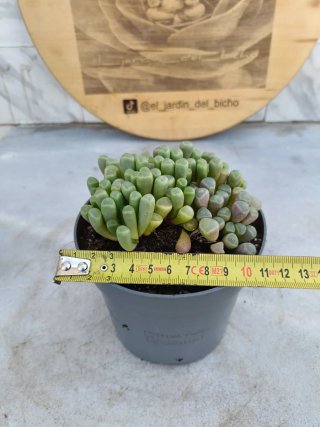 Fenestraria aurantiaca