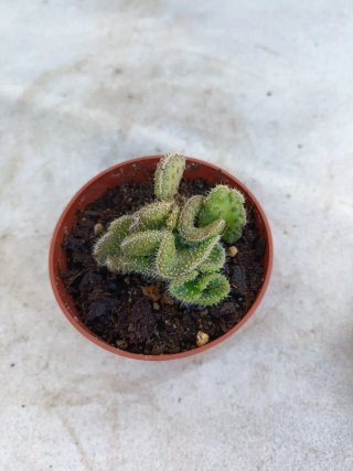 Opuntia tuna cristata