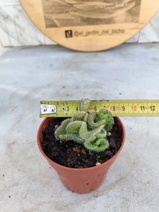 Opuntia tuna cristata