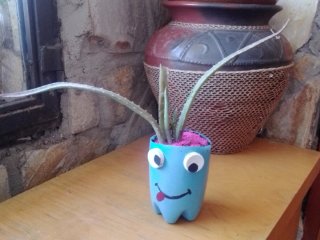 Aloe en maceta reciclada con cara