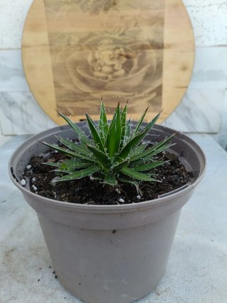 Agave filifera