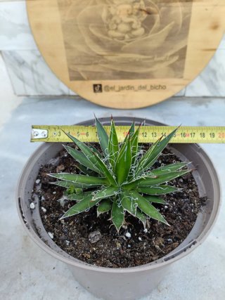 Agave filifera