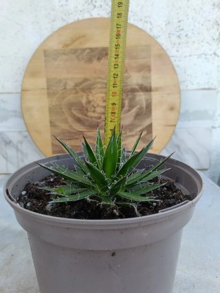 Agave filifera