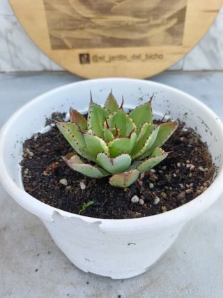 Agave potatorum variegata