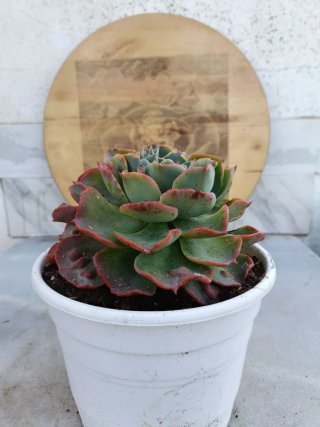 Echeveria Raindrops