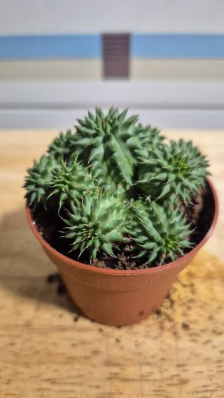 Suculenta Euphorbia Susannae