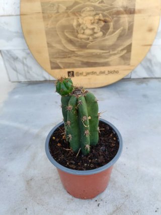Cactus ornamental S.P