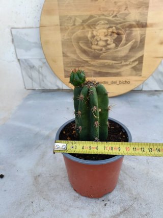 Cactus ornamental S.P