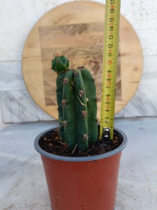 Cactus ornamental S.P