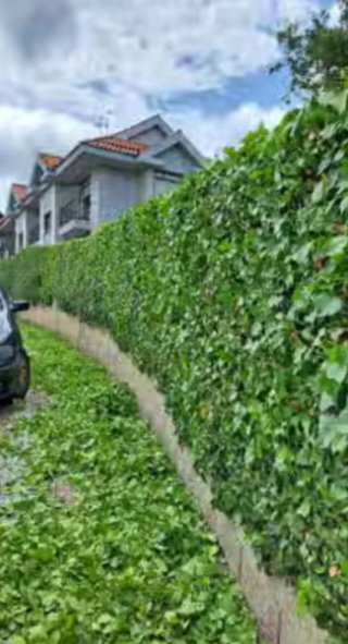 Trabajos de jardinero  económico