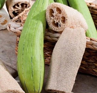 10 Semillas Luffa aegyptiaca - Calabaza Esponja