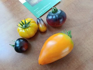 Kit (Semillas) 4 variedades de tomates exóticos