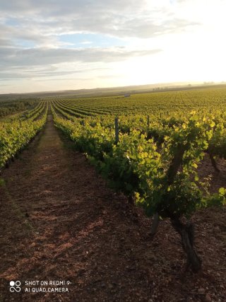 Agricultura