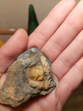Fóssil Trilobite Cefalão