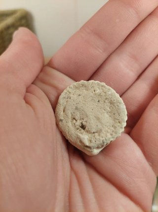 Fóssil Bivalve