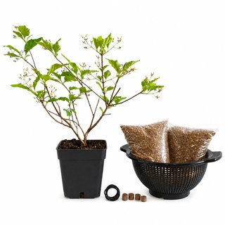 Premna Japónica | Bonsai Zero colador REDONDO